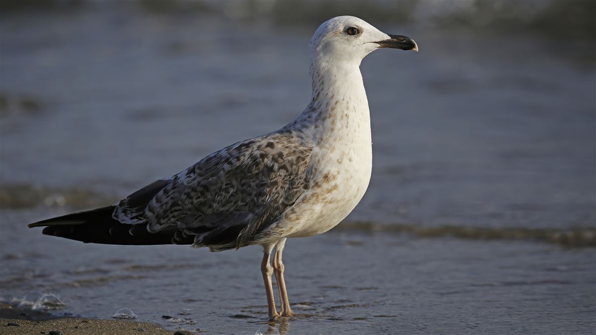 Yellow-legged Gull