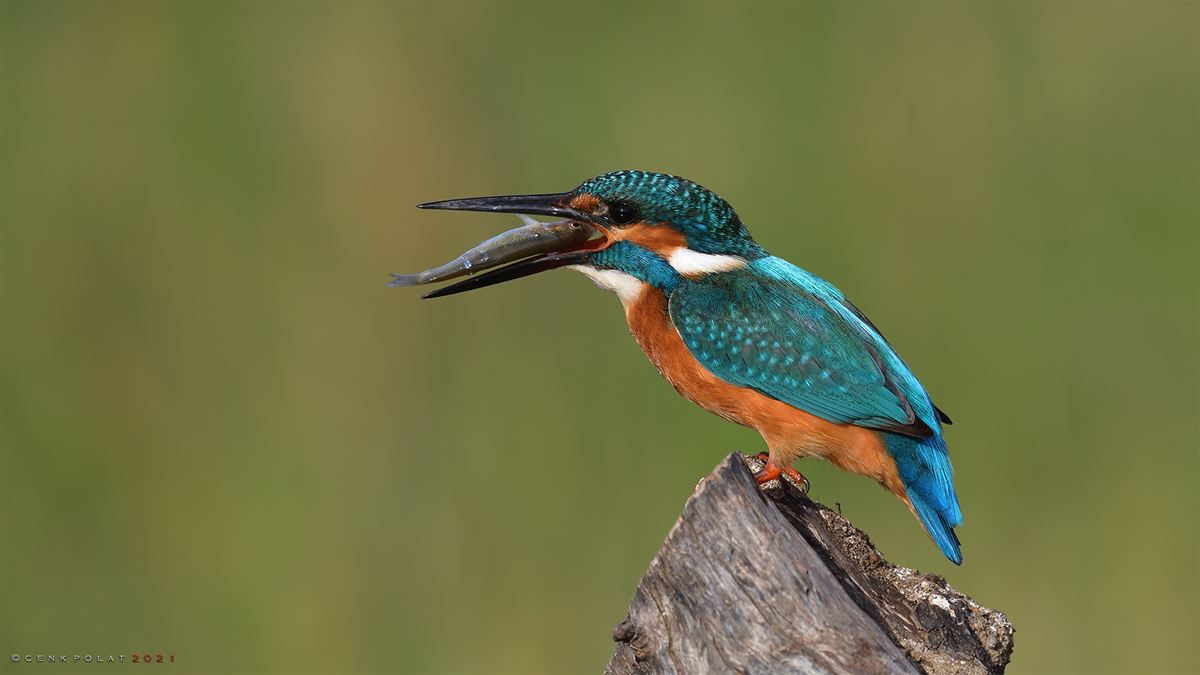 Common Kingfisher
