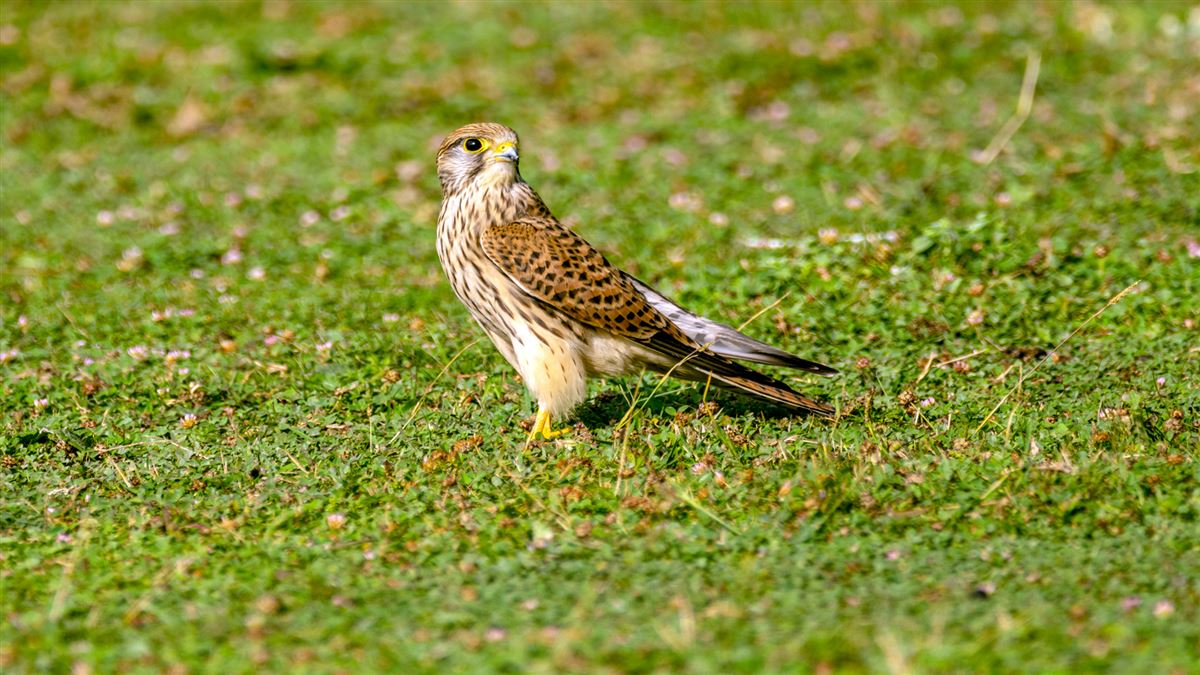 Common Kestrel