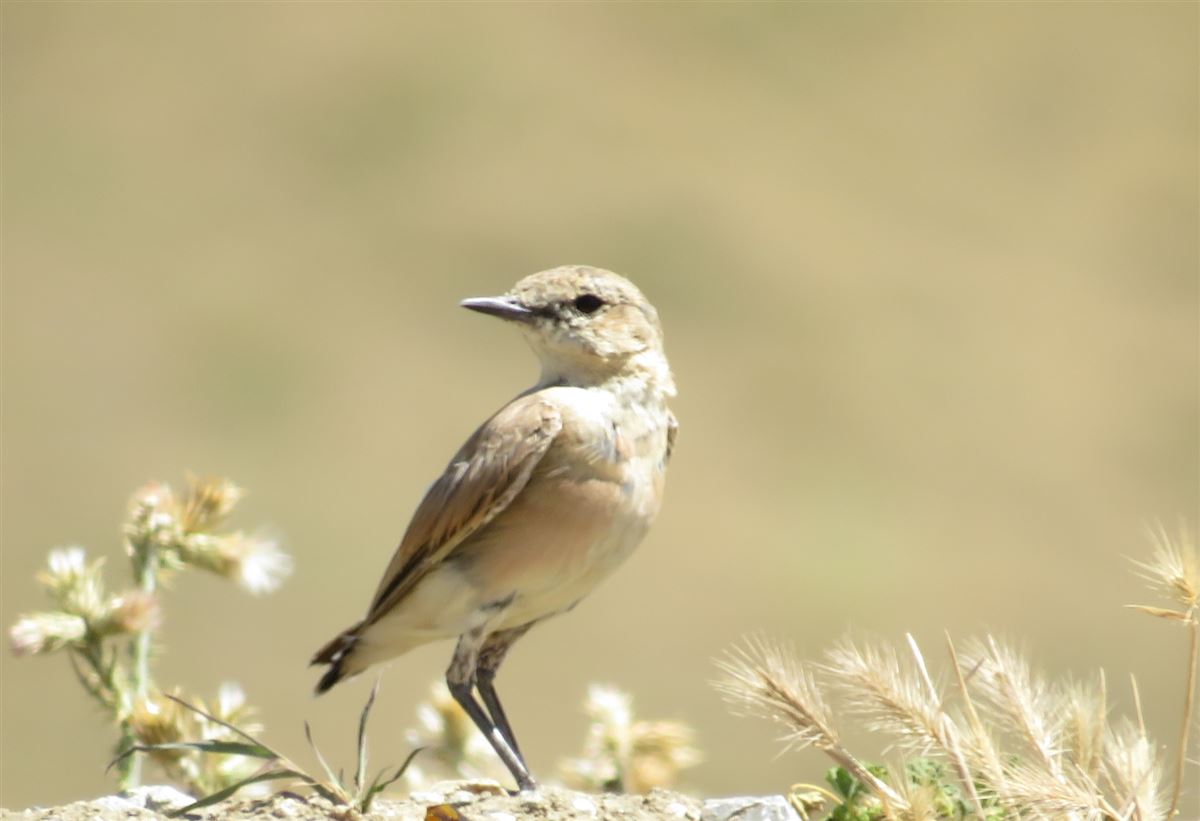 Isabelline Wheatear