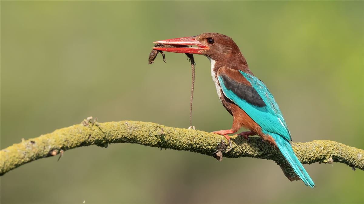 White-throated Kingfisher