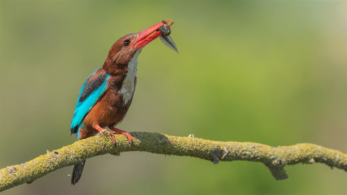 White-throated Kingfisher