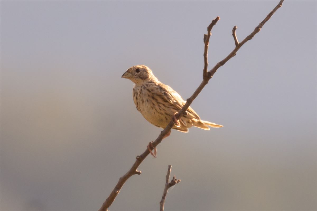 Corn Bunting
