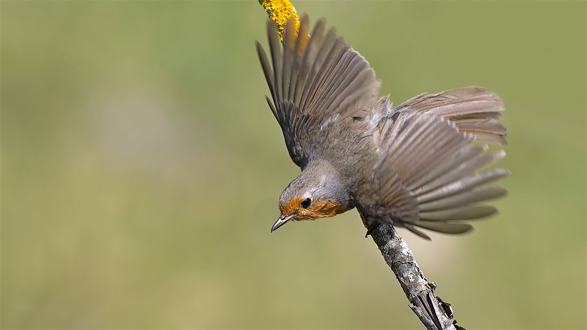 European Robin