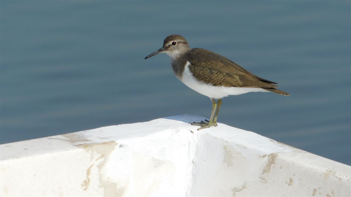 Common Sandpiper