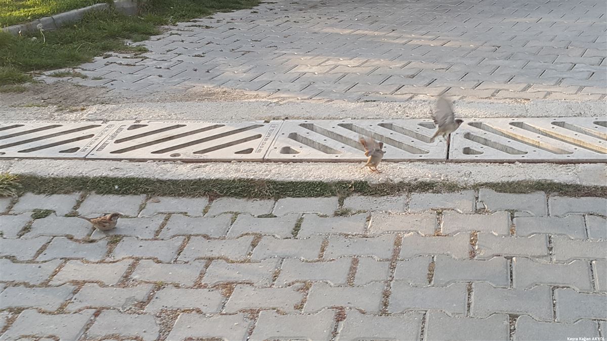 House Sparrow