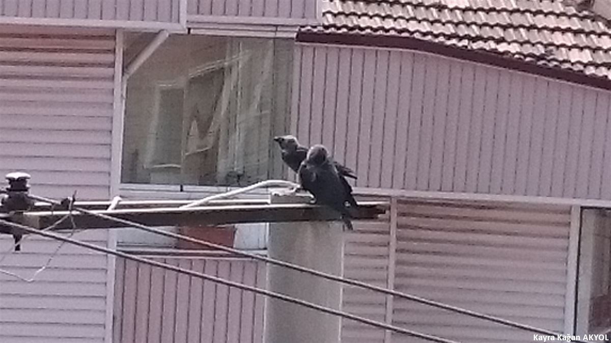 Western Jackdaw
