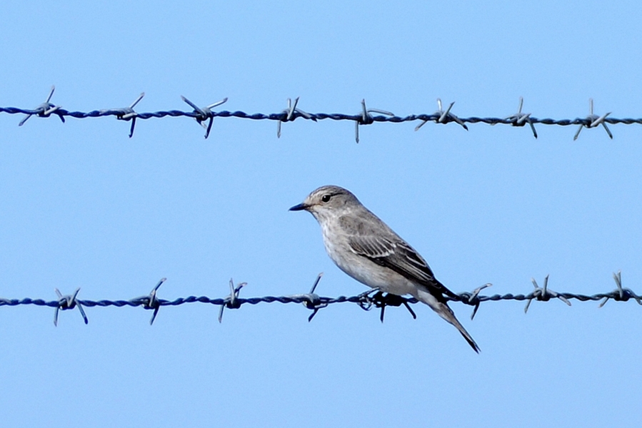 Spotted Flycatcher
