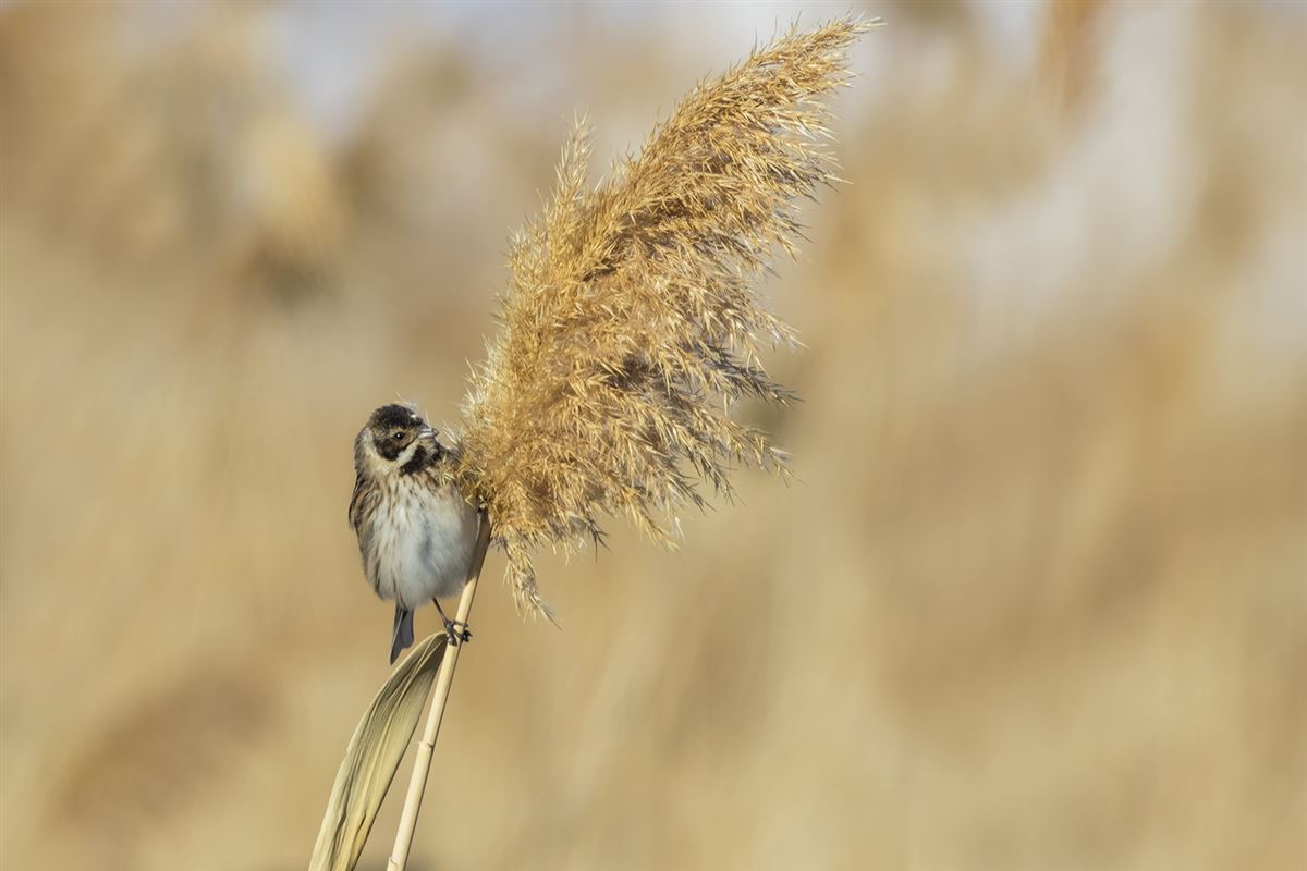 Cirl Bunting