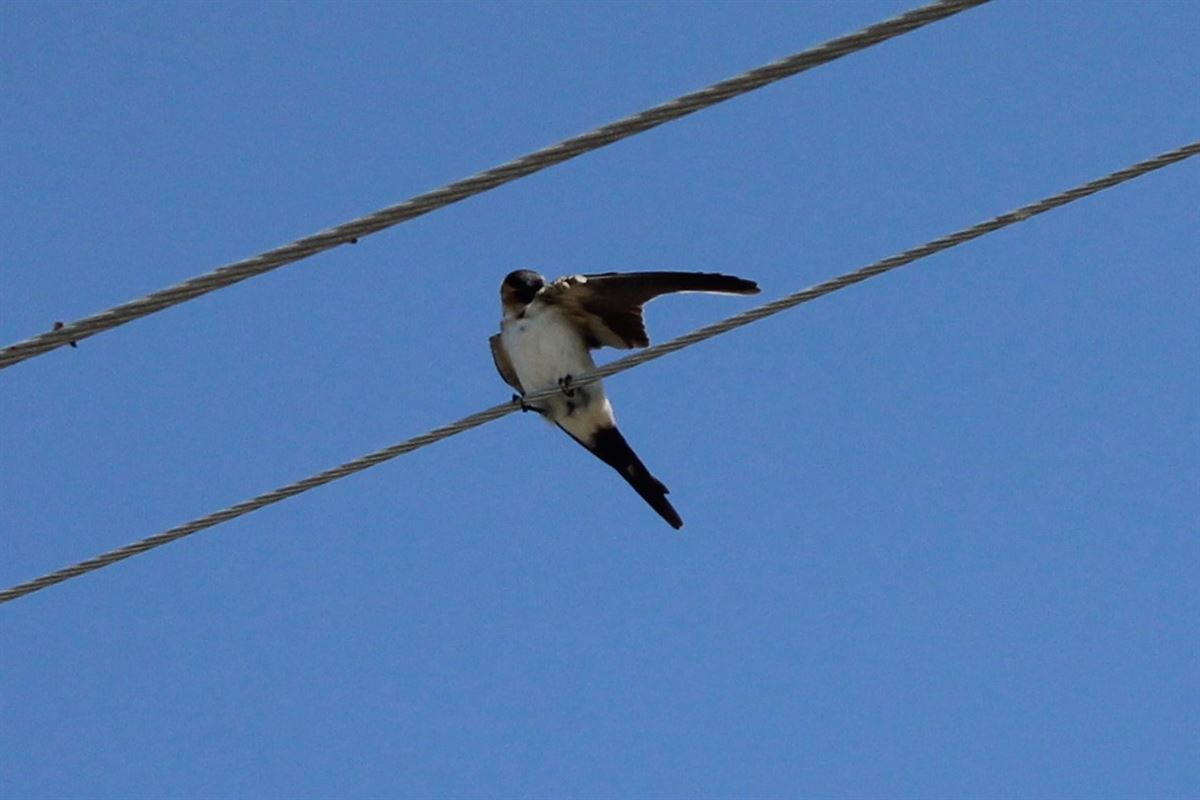 Red-rumped Swallow