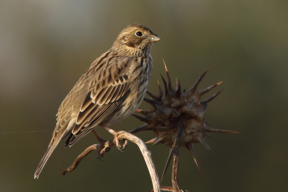 Corn Bunting