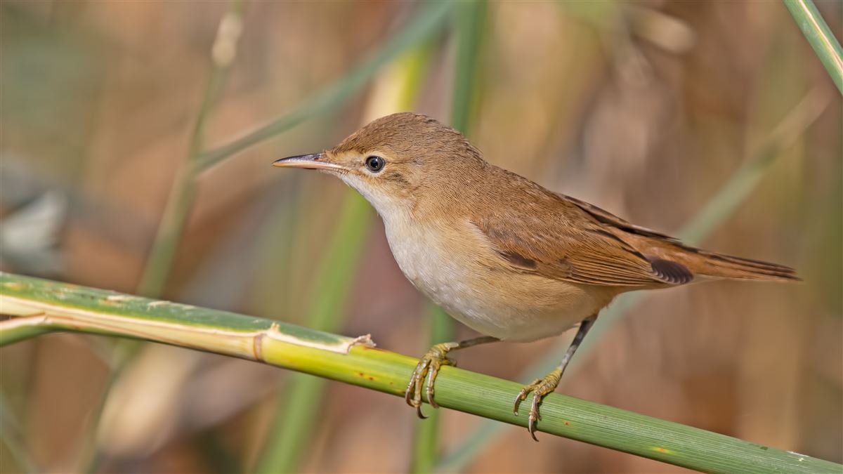 Common Reed Warbler