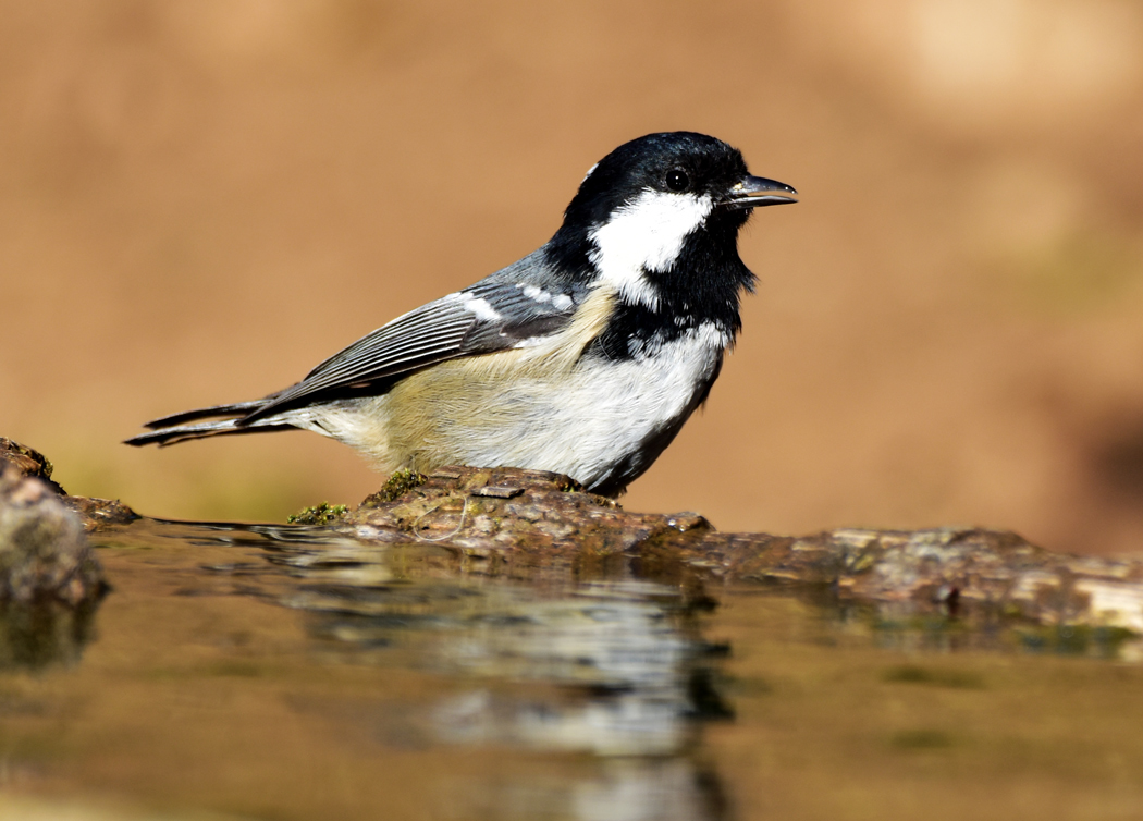 Coal Tit