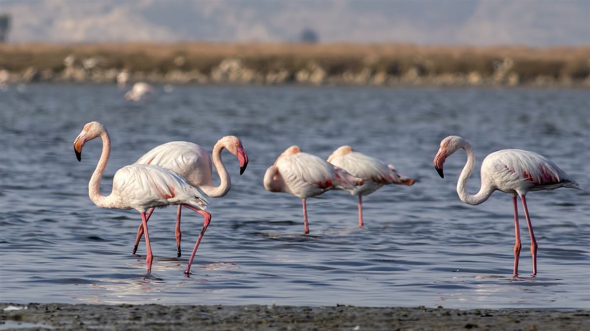 Greater Flamingo