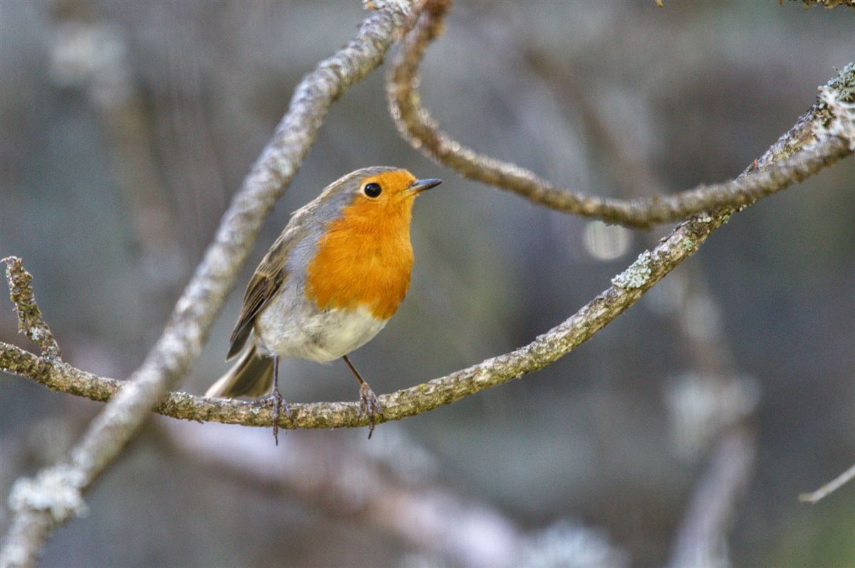 European Robin