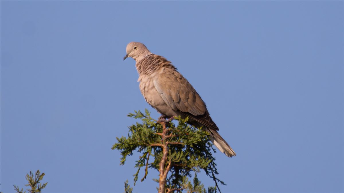 Eurasian Collared Dove