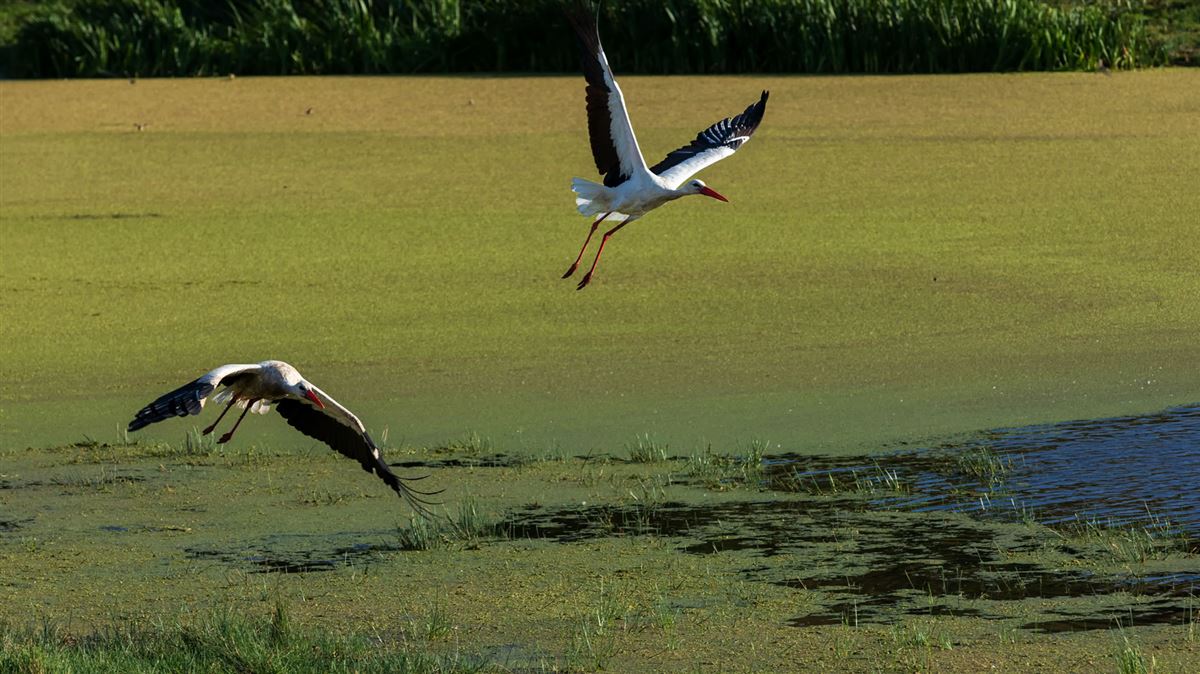 White Stork