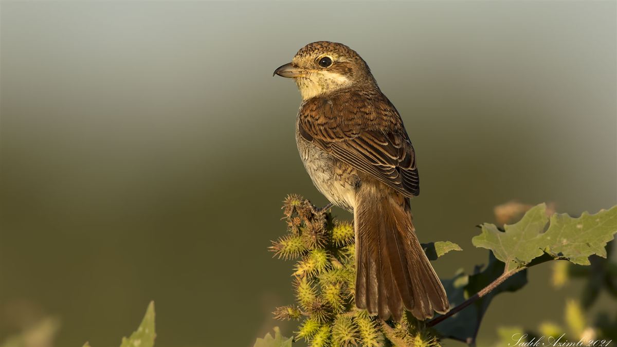 Red-backed Shrike