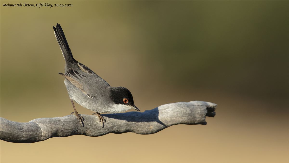 Sardinian Warbler