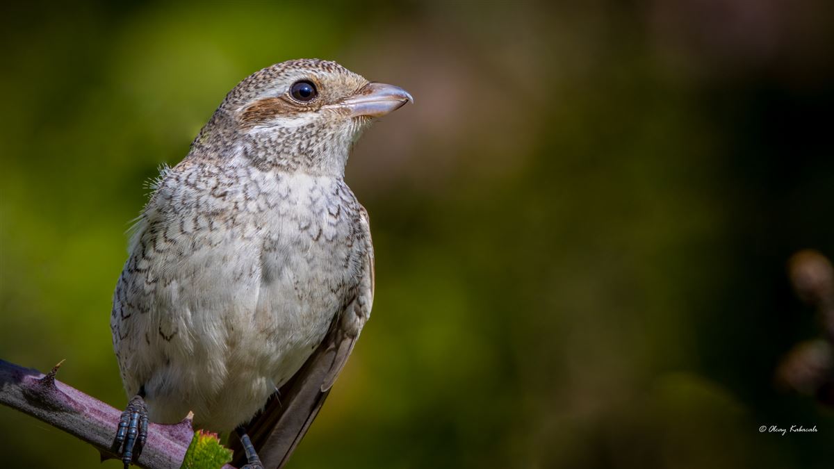 Red-backed Shrike