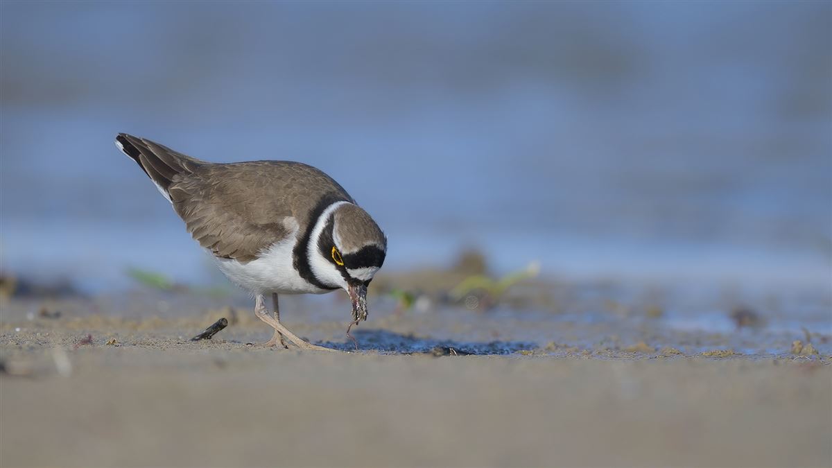Little Ringed Plover