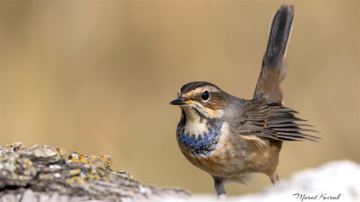 Bluethroat