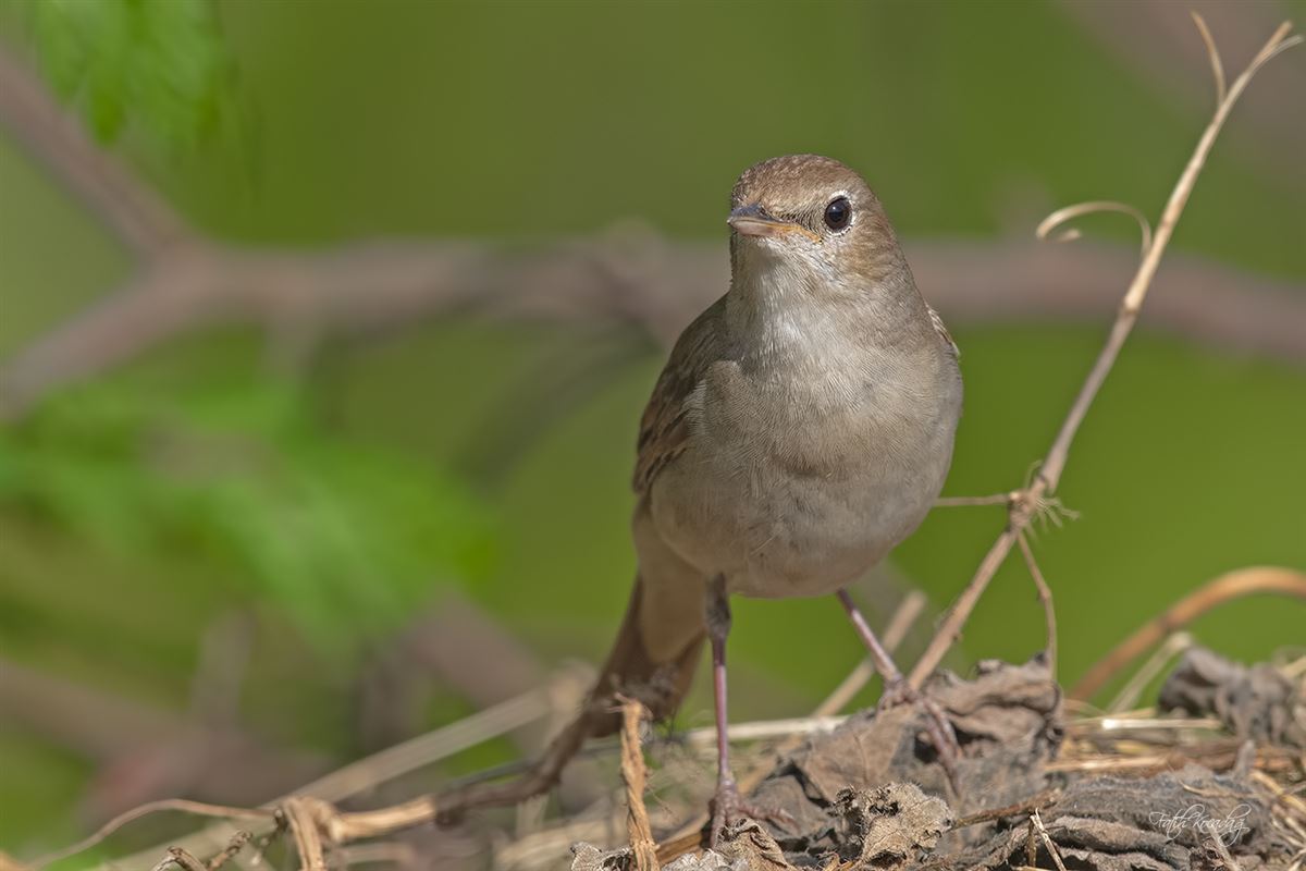 Common Nightingale