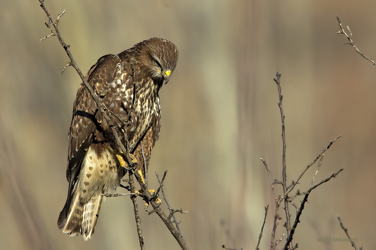 Common Buzzard