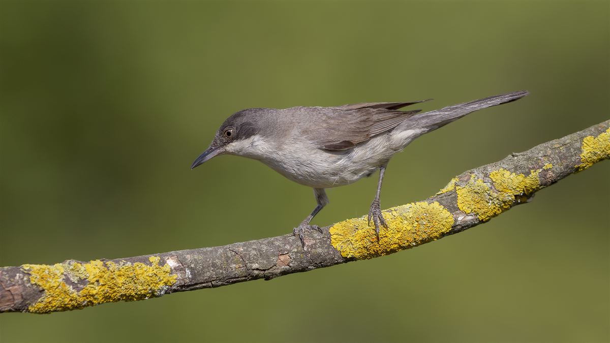 Eastern Orphean Warbler