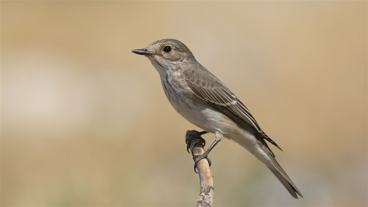 Spotted Flycatcher