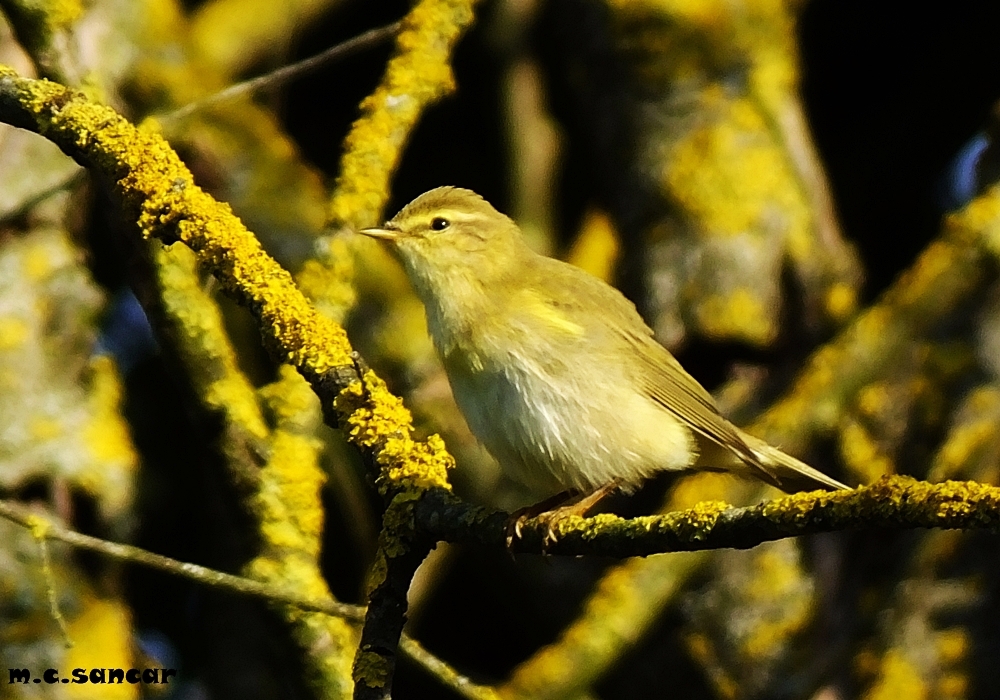 Willow Warbler
