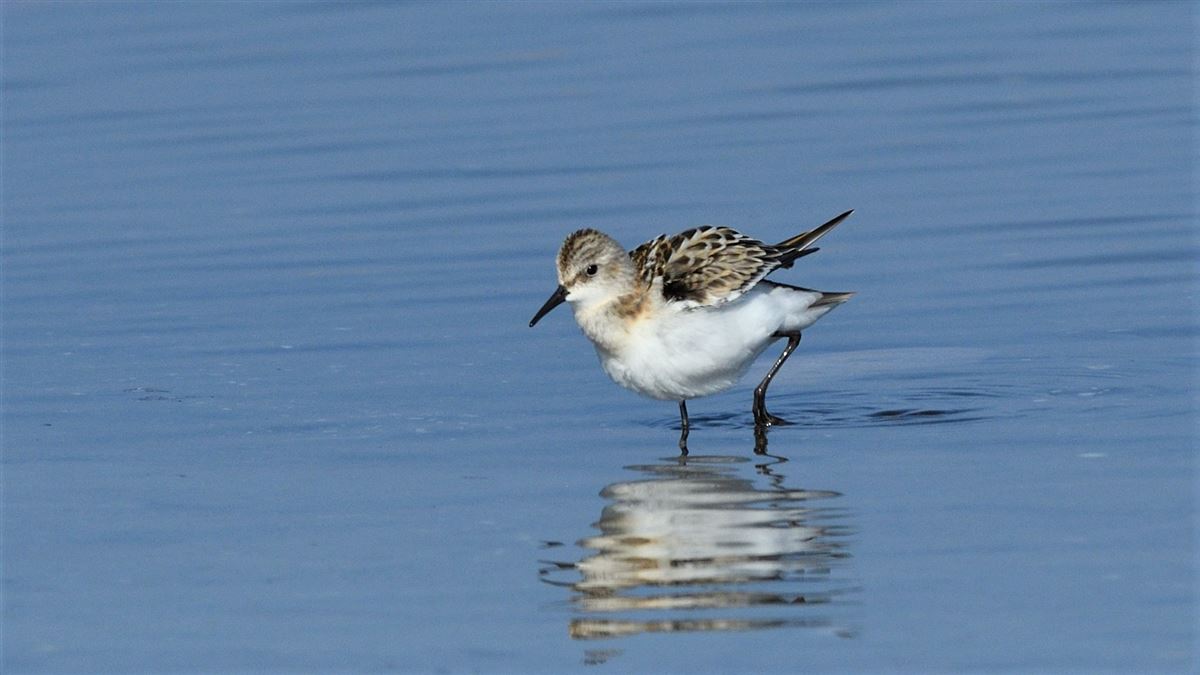 Little Stint