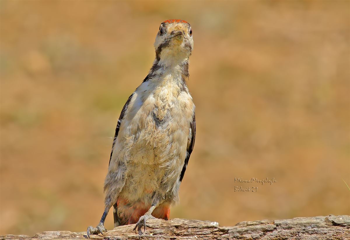 Great Spotted Woodpecker