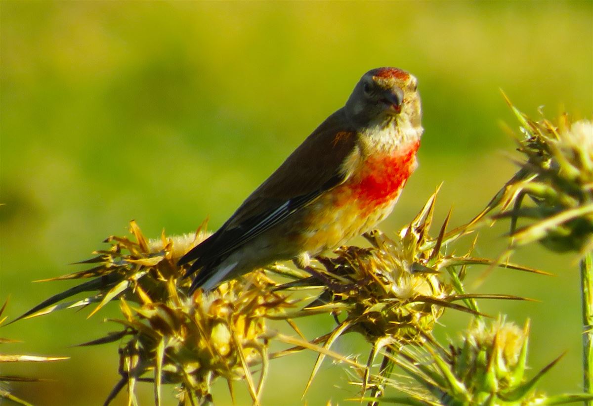 Common Linnet