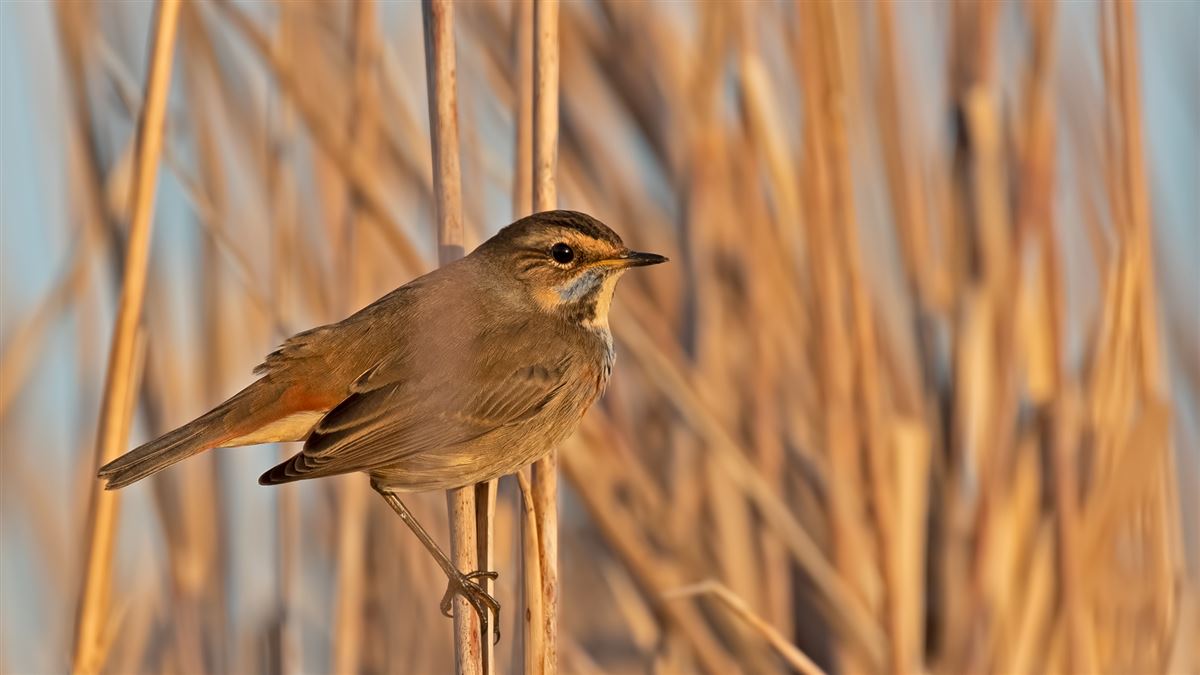 Bluethroat