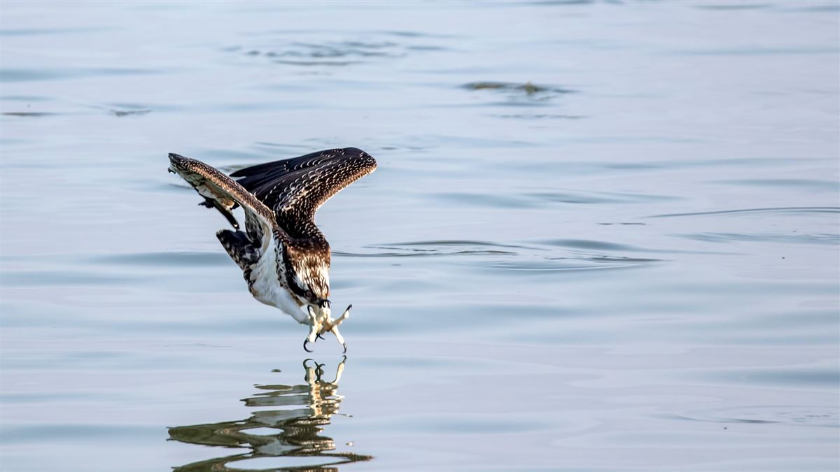 Osprey