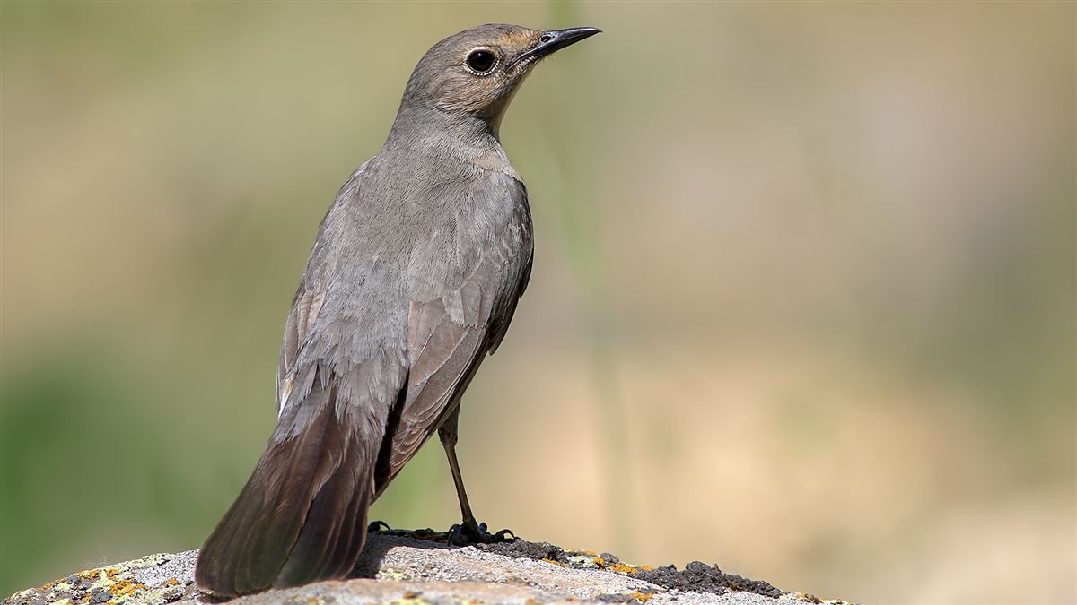 White-throated Robin