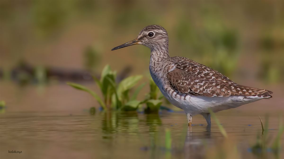 Wood Sandpiper