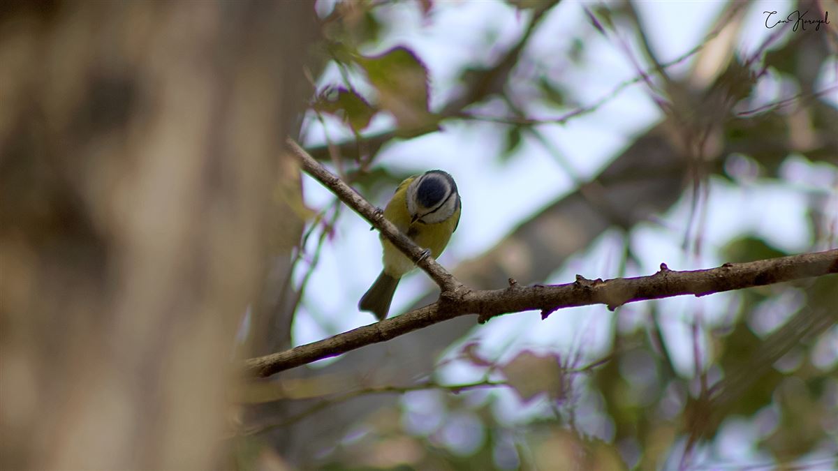Eurasian Blue Tit