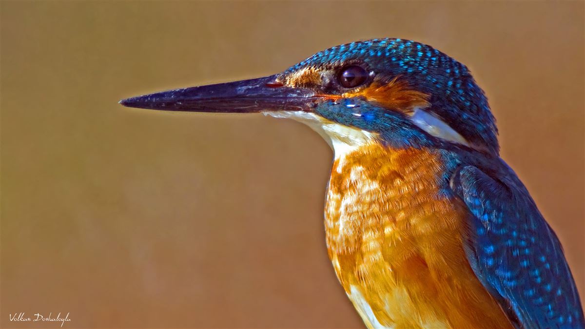 Common Kingfisher
