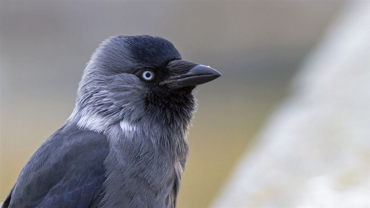 Western Jackdaw
