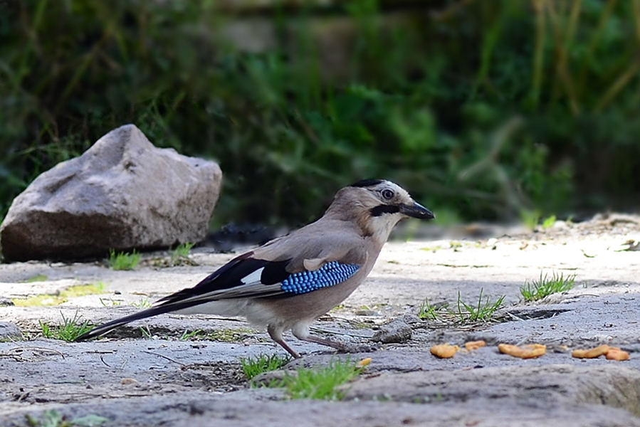 Eurasian Jay