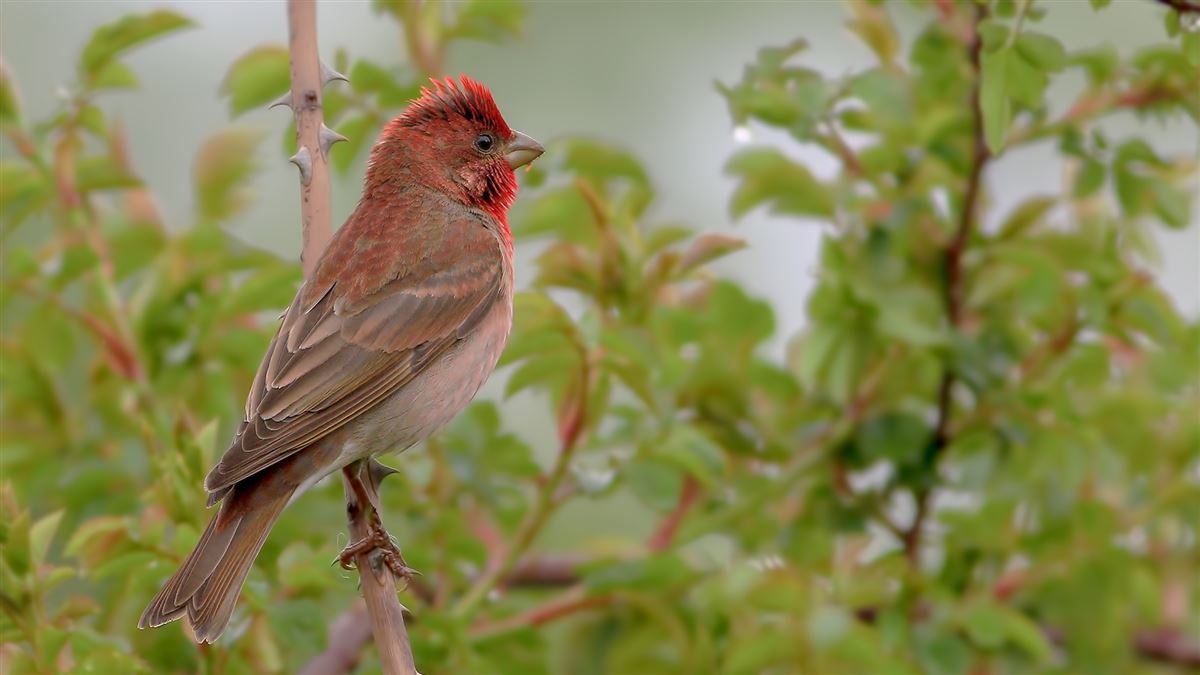 Common Rosefinch