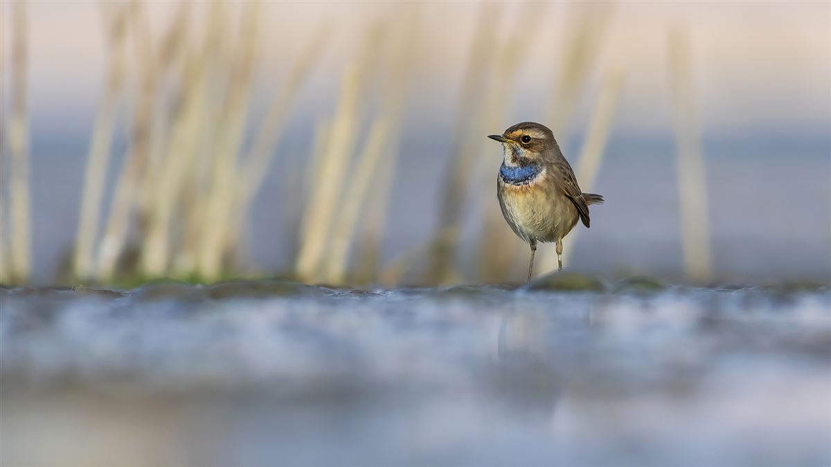 Bluethroat