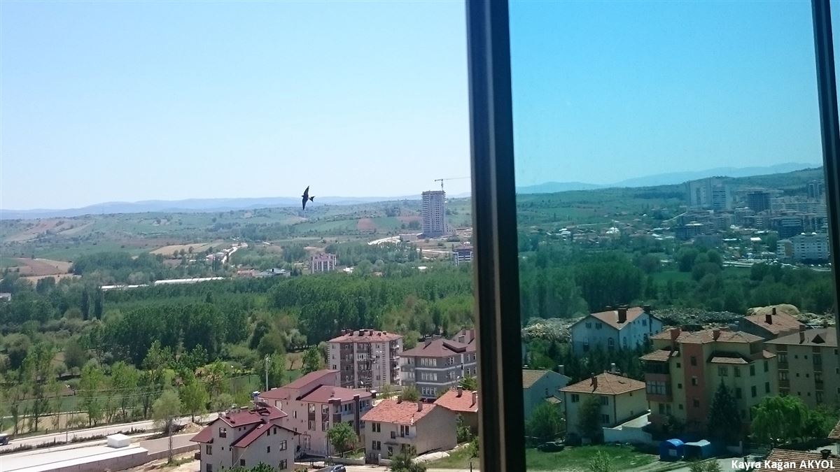 Ev Kırlangıcı