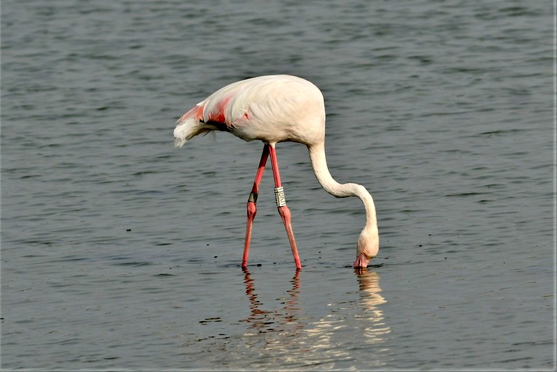 Greater Flamingo