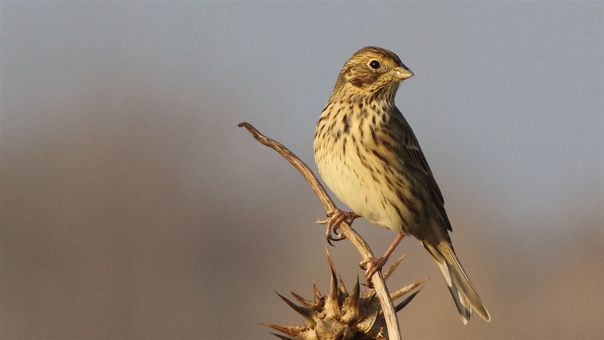 Corn Bunting