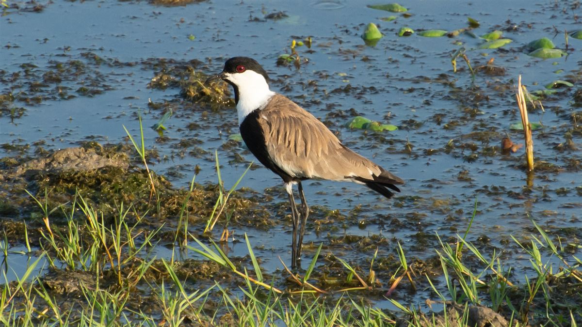 Spur-winged Lapwing