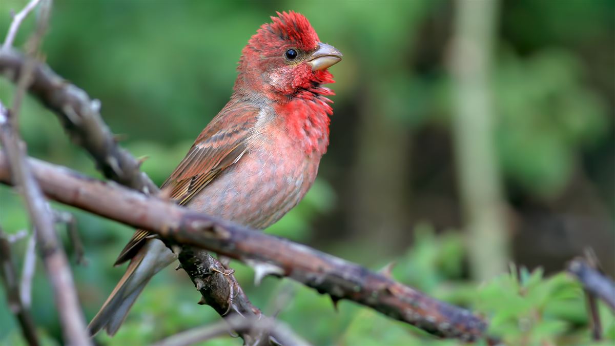 Common Rosefinch