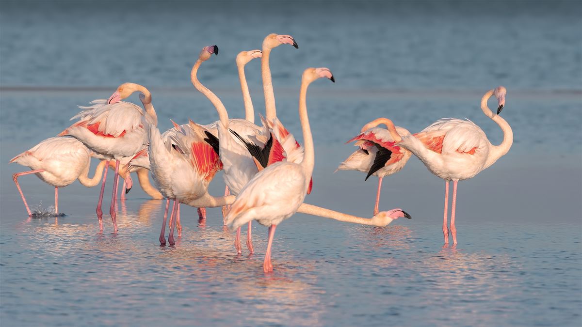 Greater Flamingo